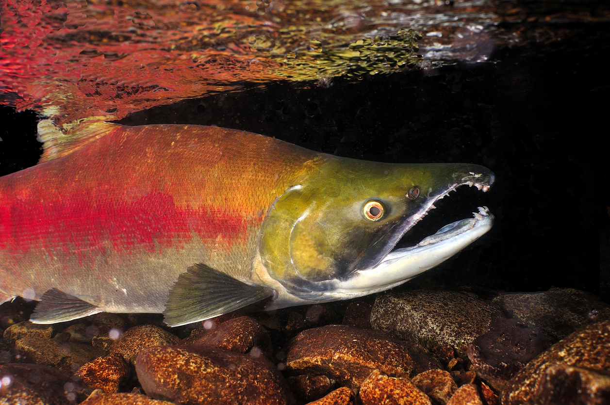 Sockeye salmon a close up of a sockeye salmon