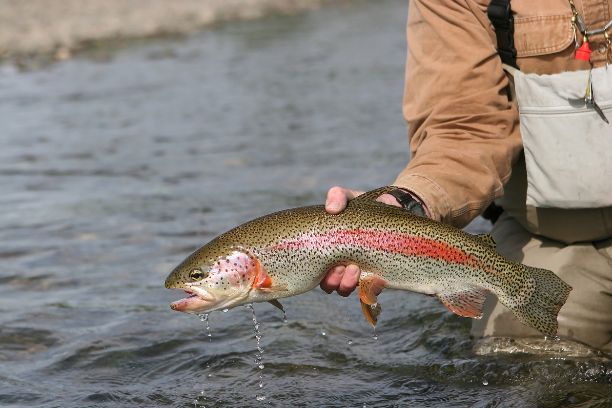 Man lifting an Alaska rainbow trout from the water Alaska Rainbow Trout - caught and released on the Kanektok River.