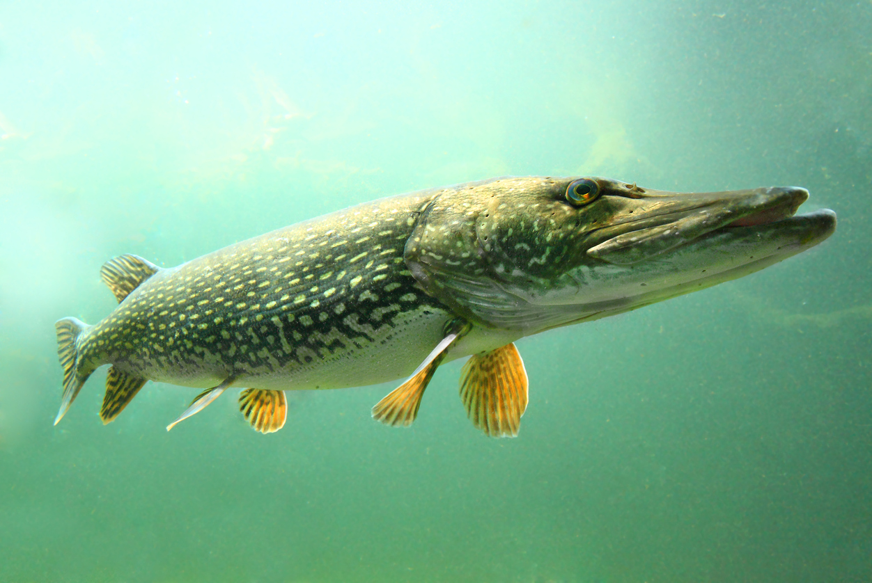 The Northern Pike (Esox Lucius). Underwater photo of The Northern Pike (Esox Lucius).