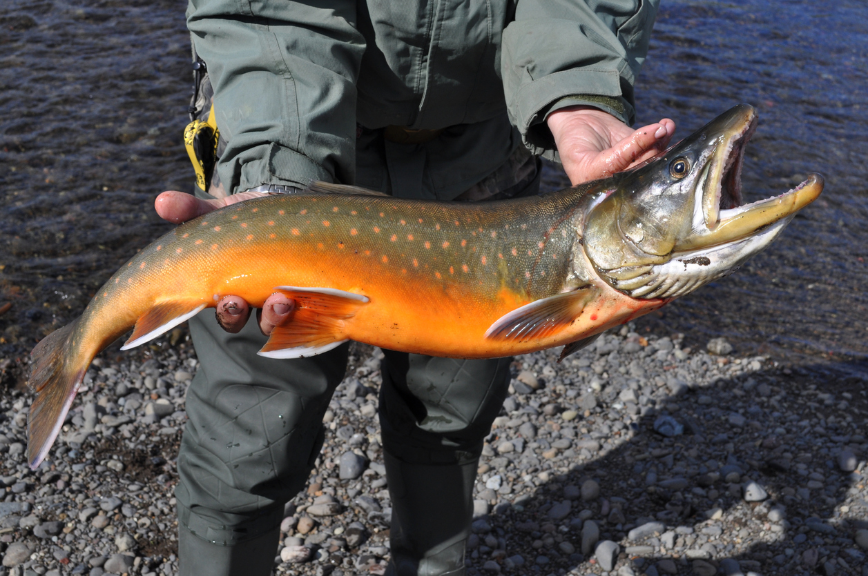 Mining fishing – Arctic char. Mining fishing - Arctic char. Photograph of freshly caught salmon.