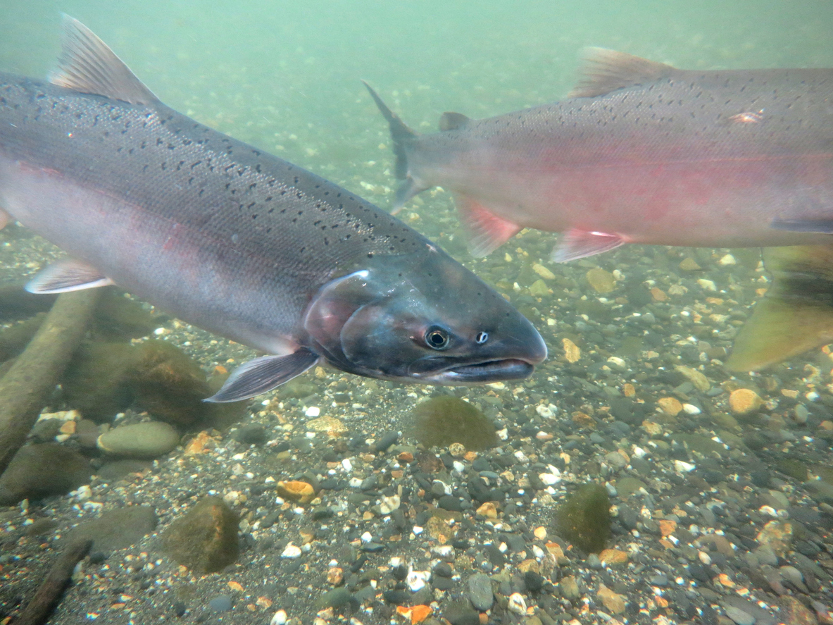 Silver Salmon Salmon swim up Clear Creek in Central Alaska to spawn