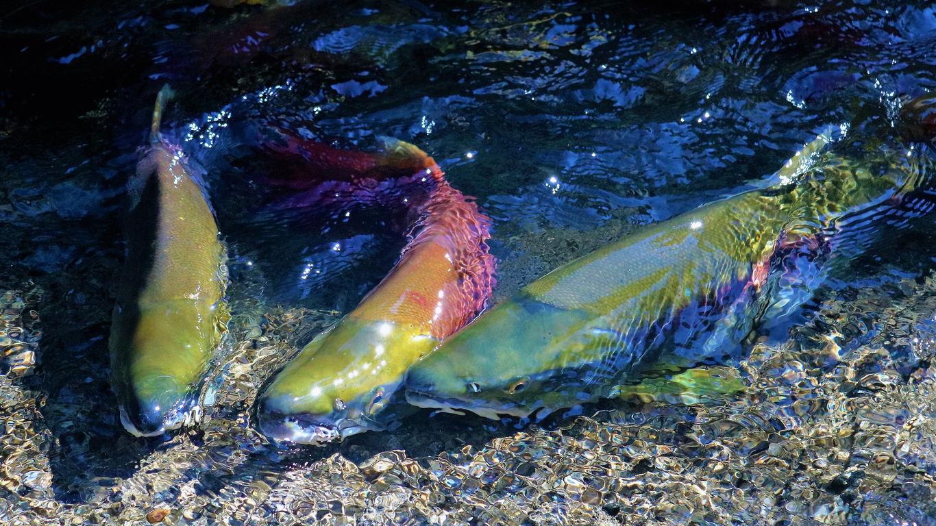 Salmon Spawning Salmon spawning at the spawning channel in the Fraser Valley in British Columbia Canada