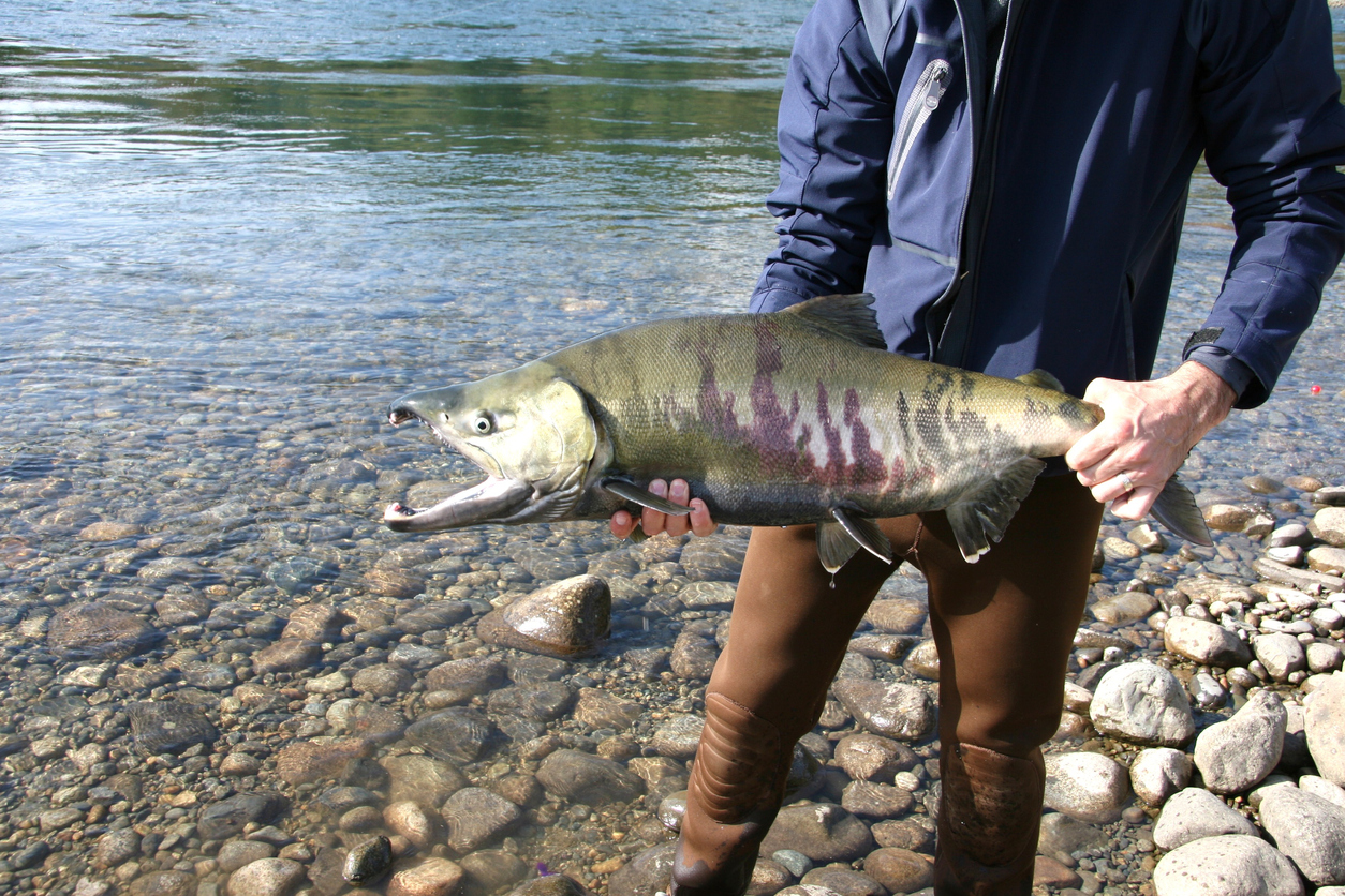 Chum Salmon Chum Salmon